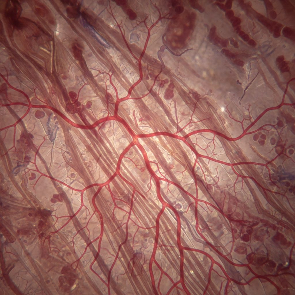 Cellular repair and angiogenesis