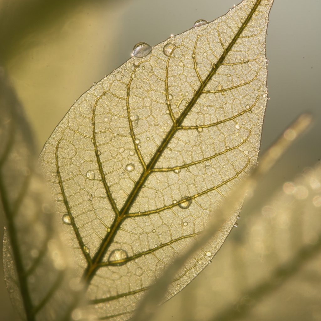 Gut Brain Taste Axis