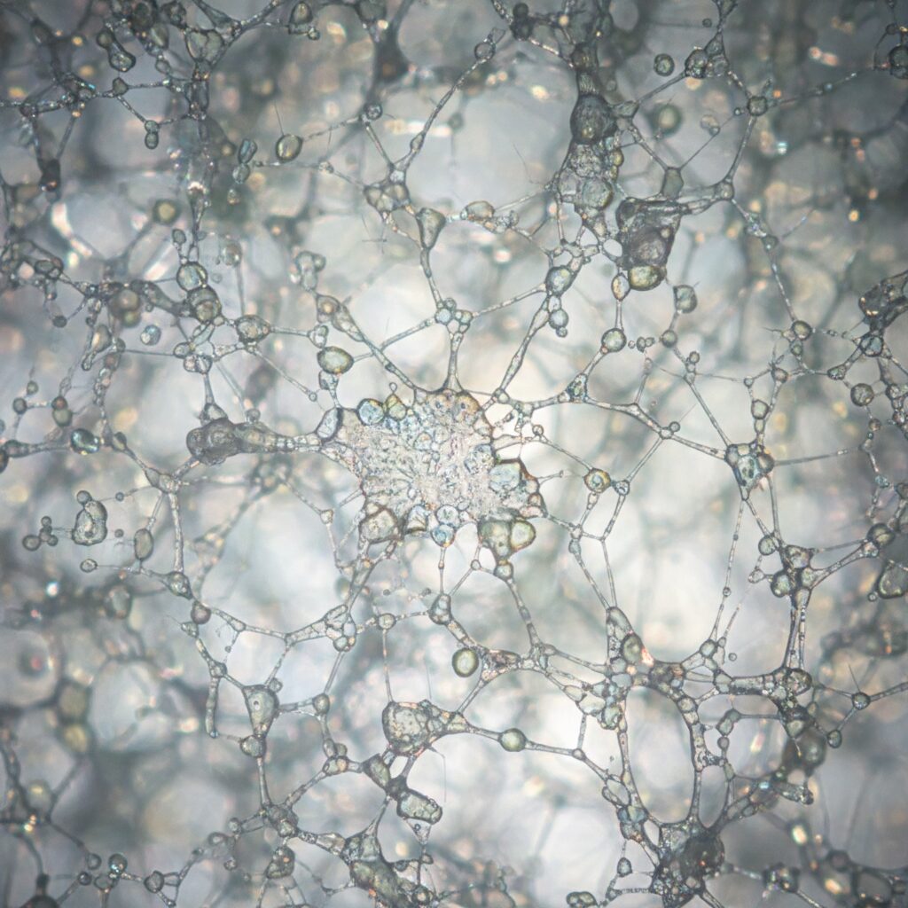 An intricate biological network of cells and signaling pathways